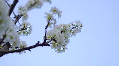 4k实拍春日花开盛开的李子花风光空镜头视频的预览图